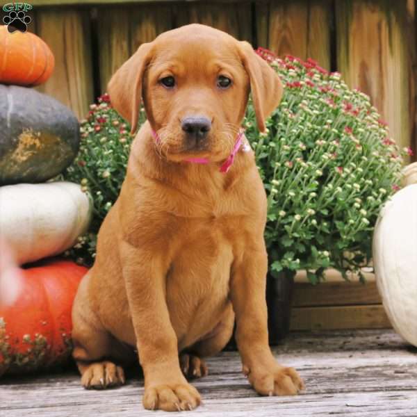 Miss Nikki, Fox Red Labrador Retriever Puppy